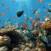 Fish coral reef ocean travel