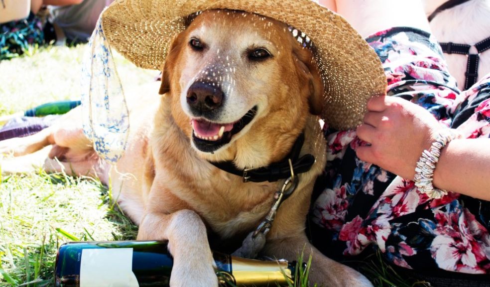 5 Dog-Friendly Festivals Paw-fect for 2022 holidays