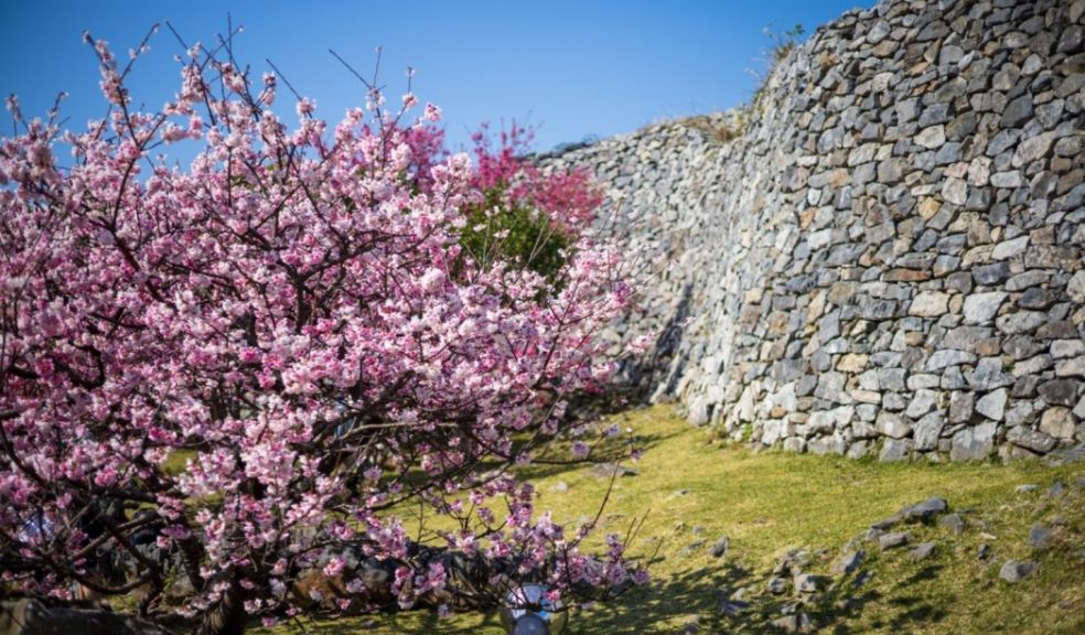 J on X: The #Nationals will be revealing new cherry blossom