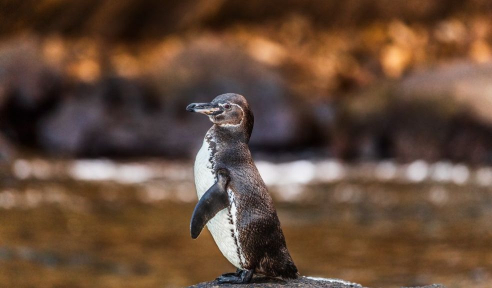 Metropolitan Touring announces immersive new travel adventures across mainland Ecuador and Galapagos