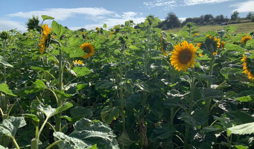 sunflowerfield sunflower picking south lakes travel