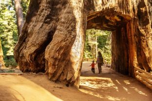 Family Travel News in Yosemite This Summer Holidays