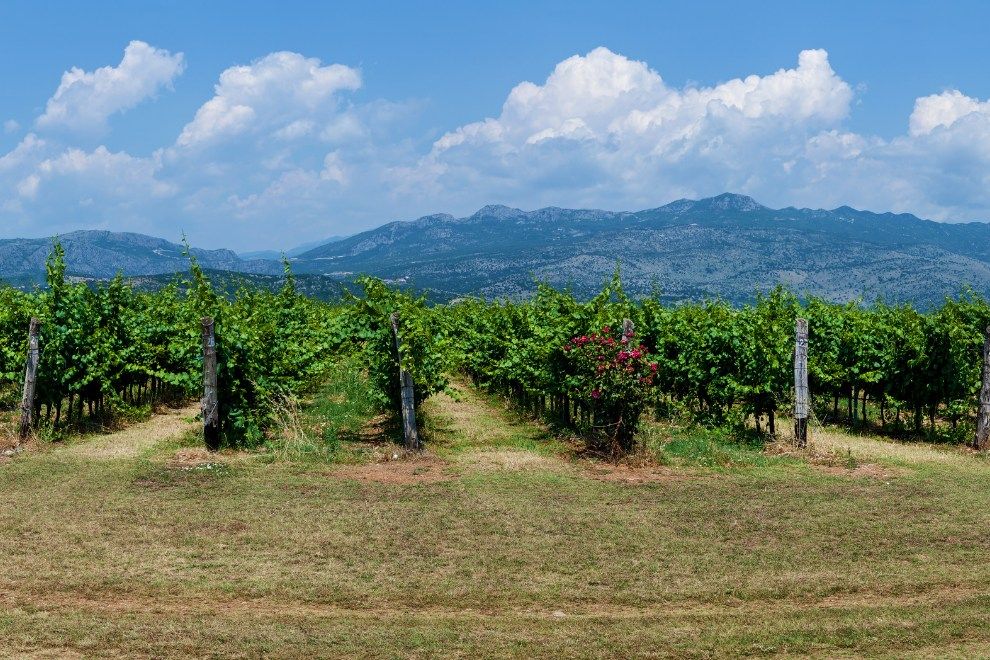 Montenegro Holidays Bookings Surge Skadar Valley wine tasting  travel