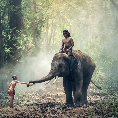 boy sitting and riding an elephant in India